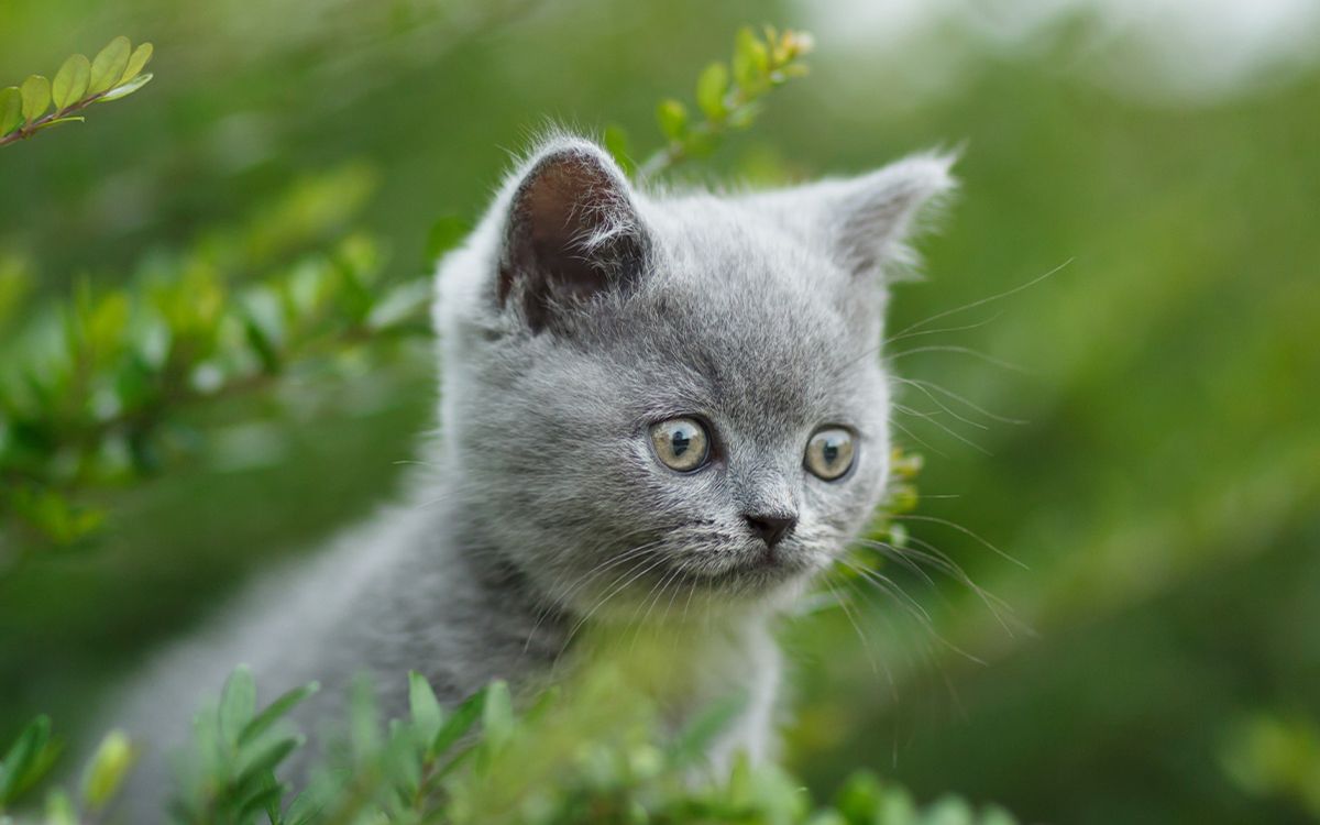 Un chaton en plein air, dans la nature