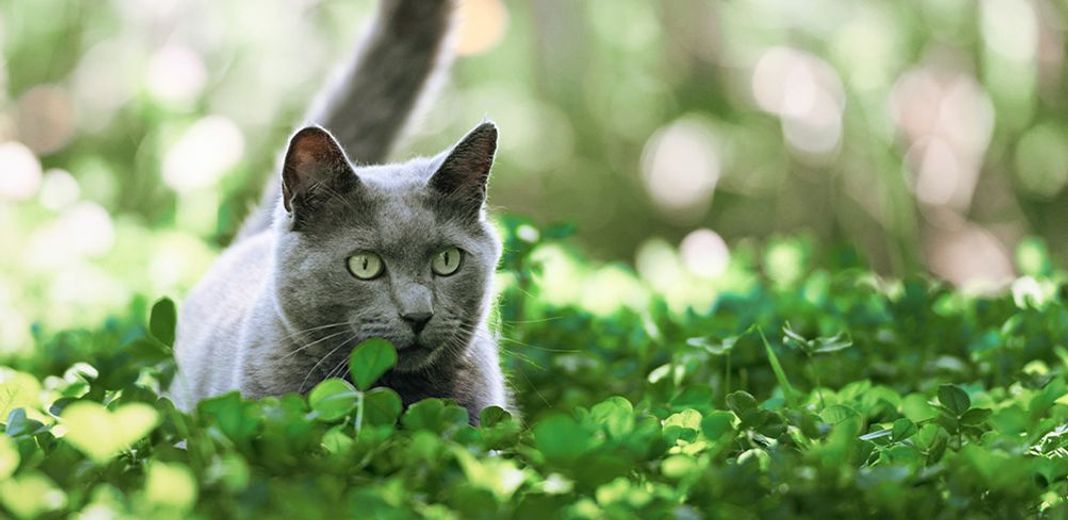 Un chat gris en mouvement dans la nature, le rôle du bio dans son alimentation