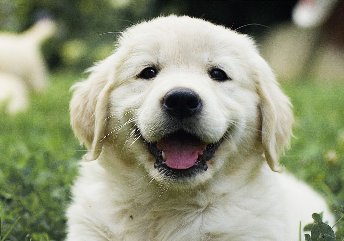 Gros plan sur un chiot Golden Retriever