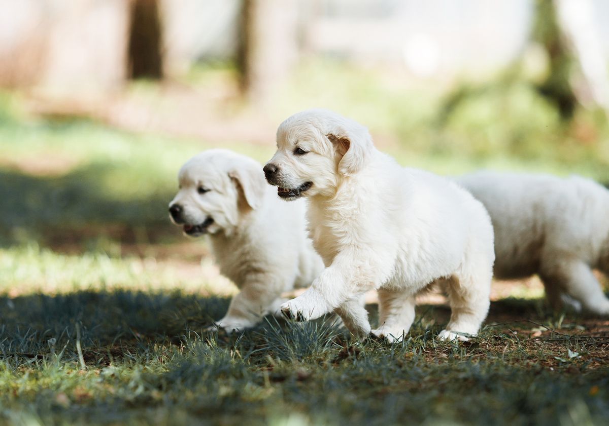 Plusieurs chiots Golden Retriever en pleine nature