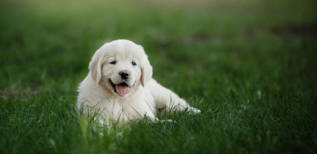 Chiot Golden Retriever en pleine nature