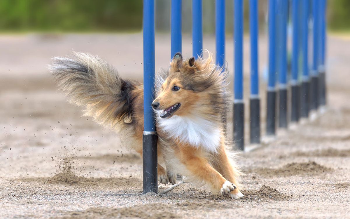 Chien pratiquant de l'Agility