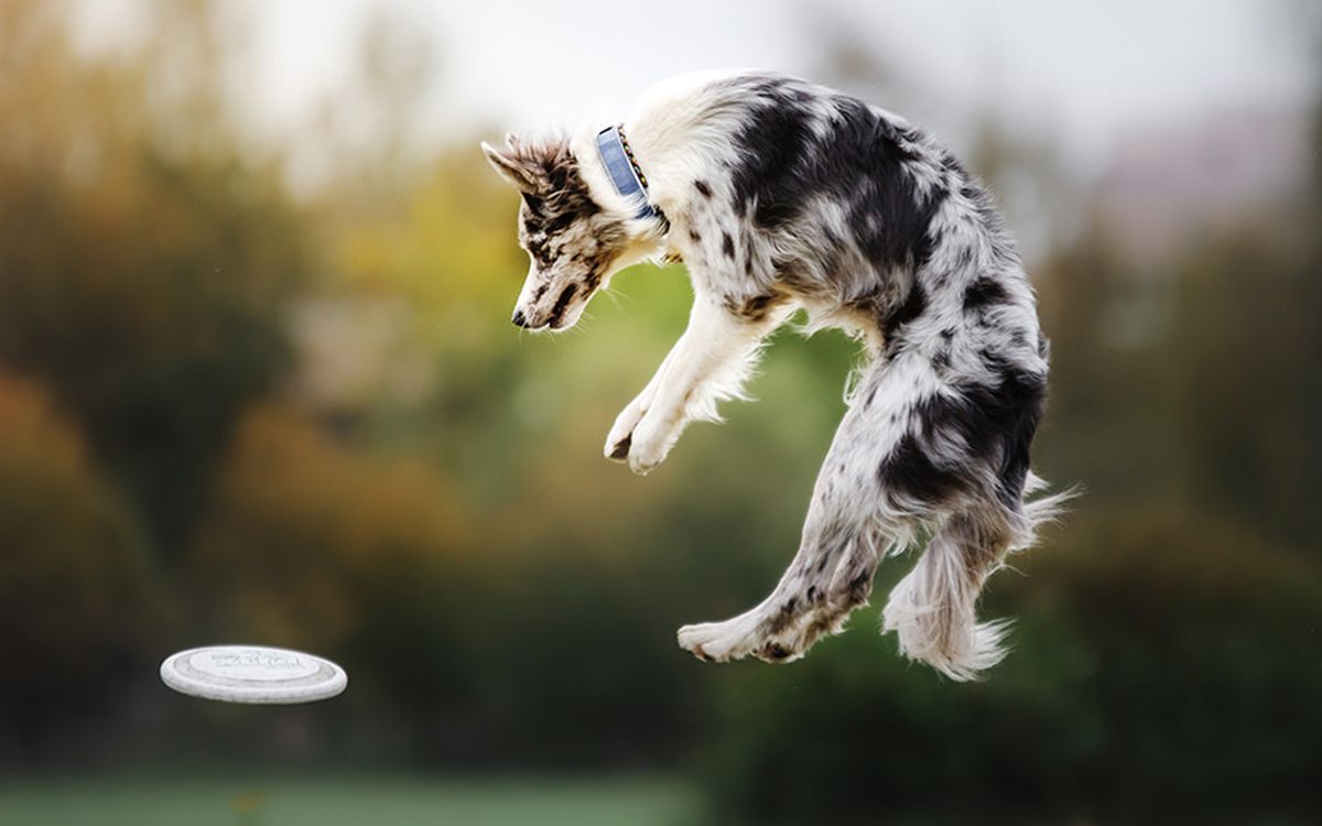 Chien jouant au frisbee