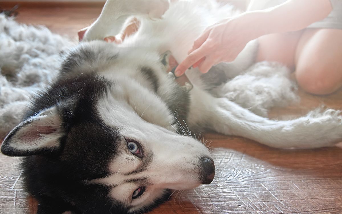 Brossage d'un husky