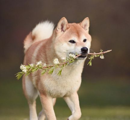 Chien tenant une branche d'arbre en plein air 