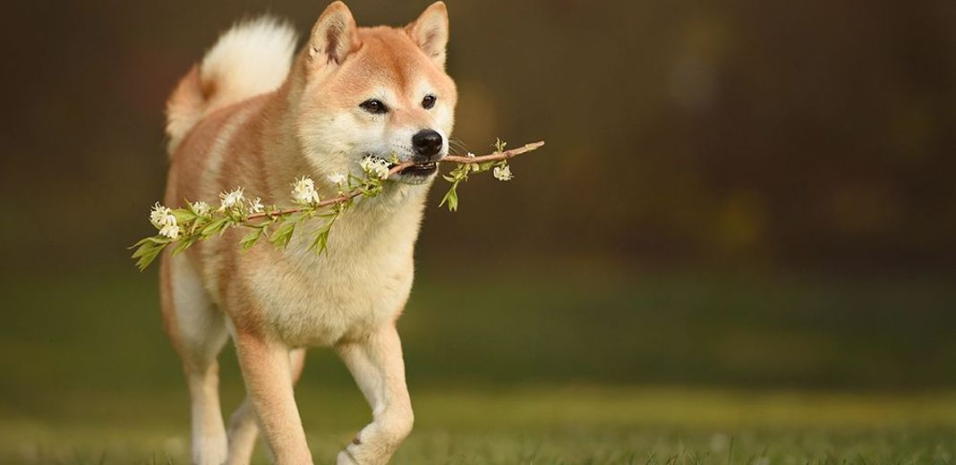 Petit chien jouant en plein air 