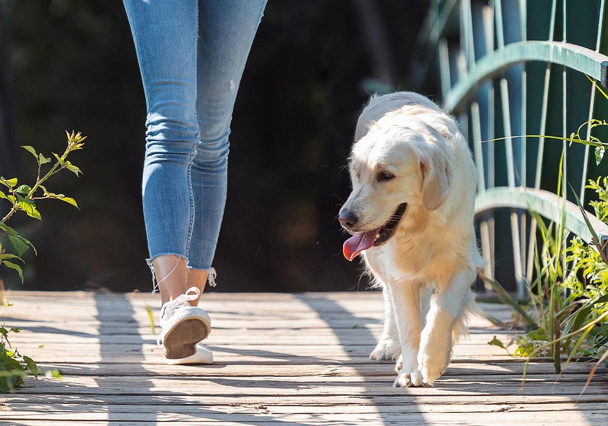 Chien en pleine promenade