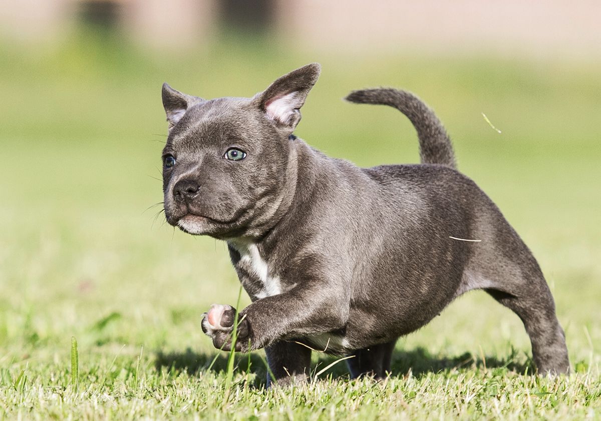 chiot en extérieur