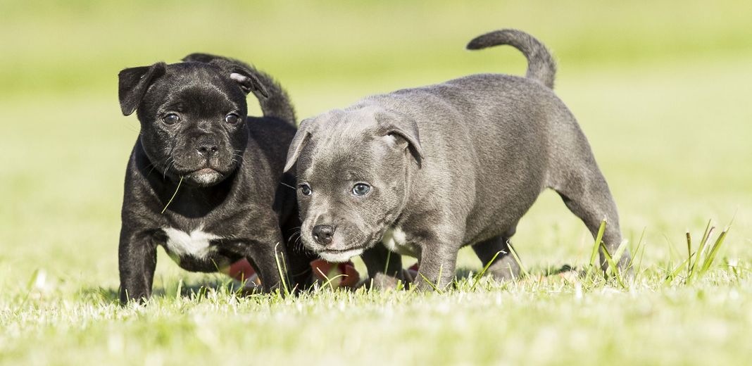 2 chiots Staffie en extérieur