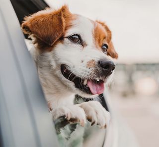 Chien à la fenêtre d'une voiture