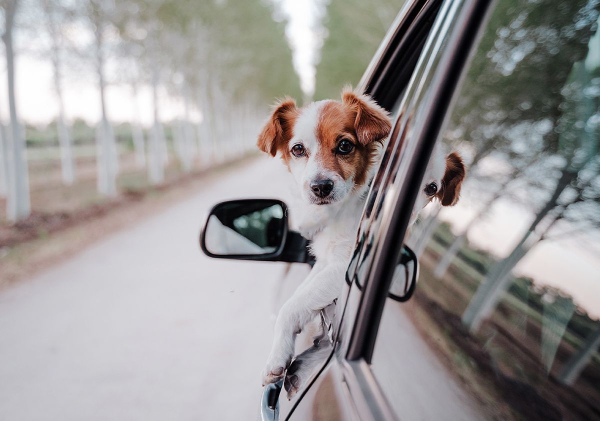 Mon chien est malade en voiture, que faire ? - Blog Ultra Premium Direct