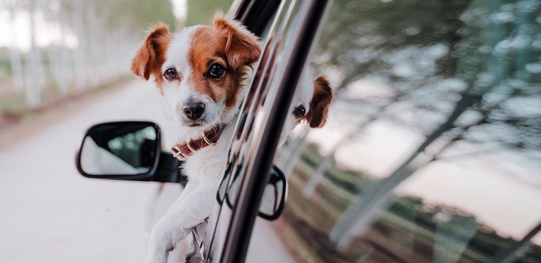 Chiot dans une voiture