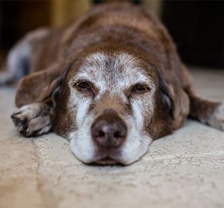 Chien âgé couché sur le sol