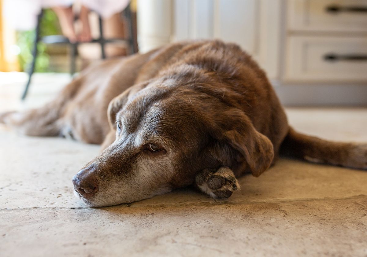 Chien senior couché en intérieur