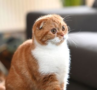 Scottish Fold assis en intérieur