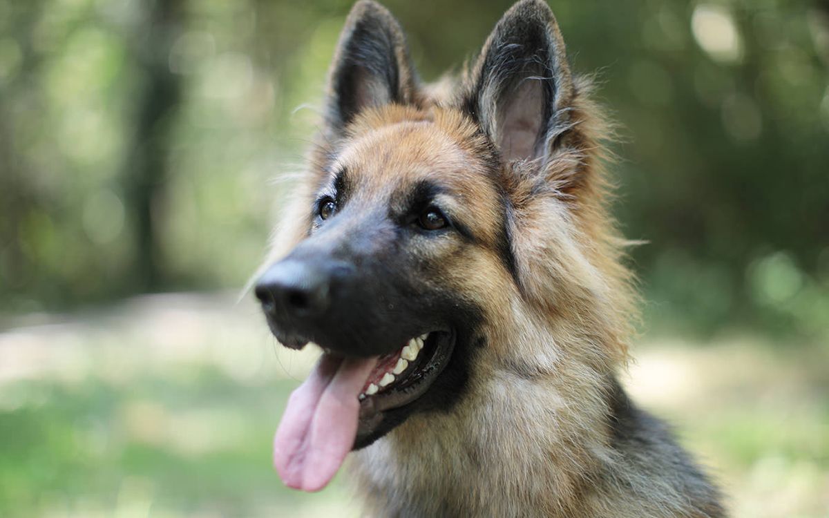 Un Berger Allemand, la gueule ouverte, en pleine nature