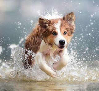un chien court dans l'eau