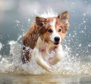 un chien court dans l'eau