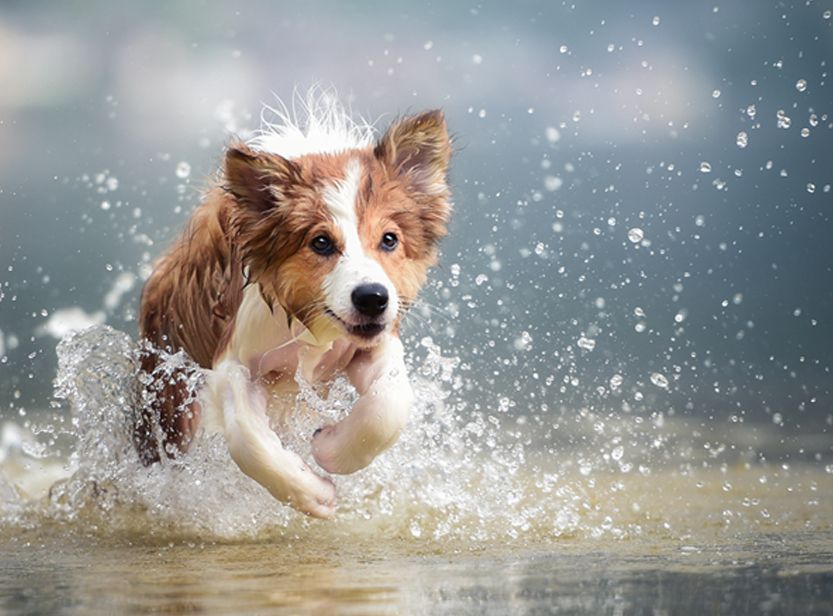 Prendre soin des pattes de son chien : précautions et bons gestes