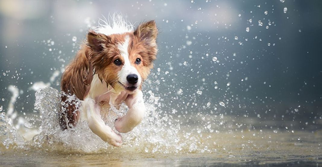 Un chien court dans l'eau lors d'une canicule
