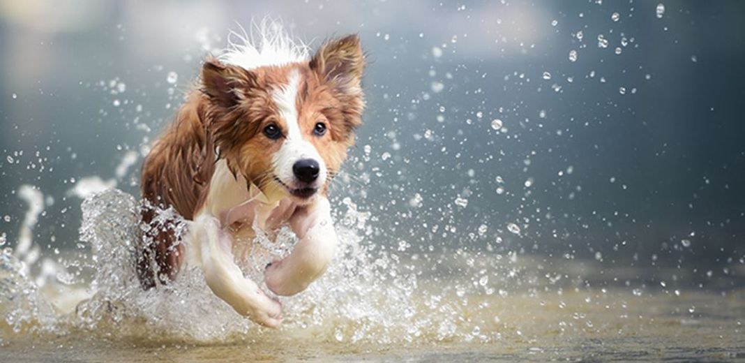 Un chien court dans l'eau lors d'une canicule