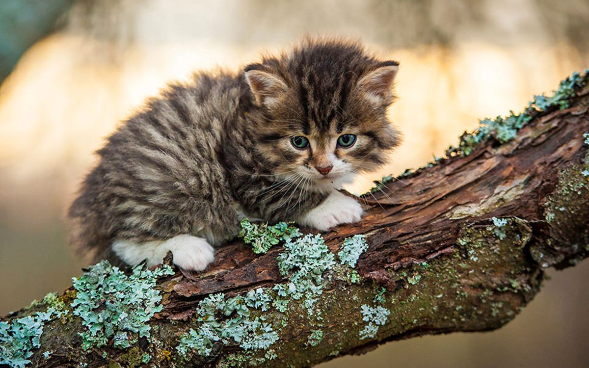 Un chaton positionné sur une branche d'un arbre 