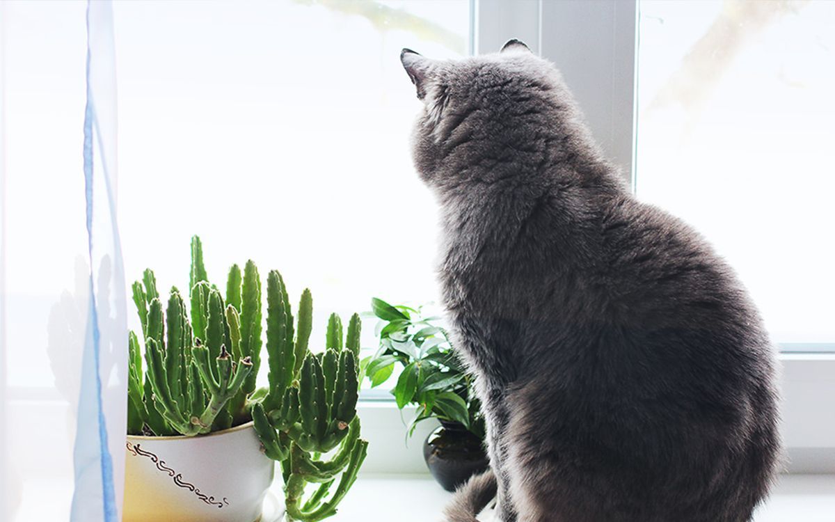 Un chat regardant par-dessus une fenêtre 