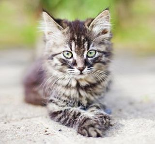 un chaton tigré regarde droit devant lui