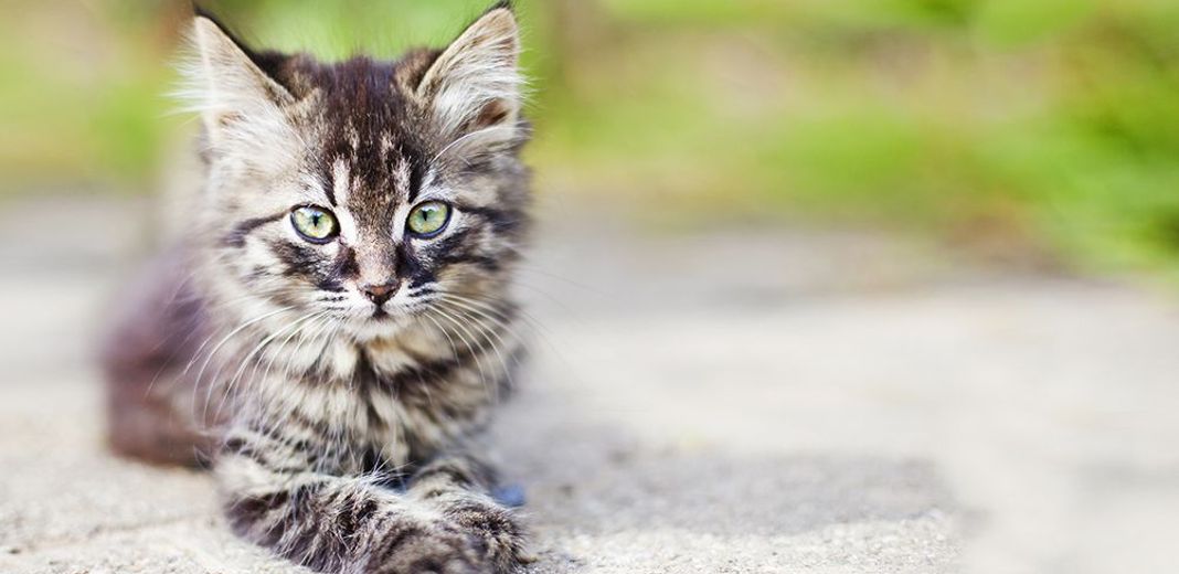 un chaton tigré regarde fixement l'objectif