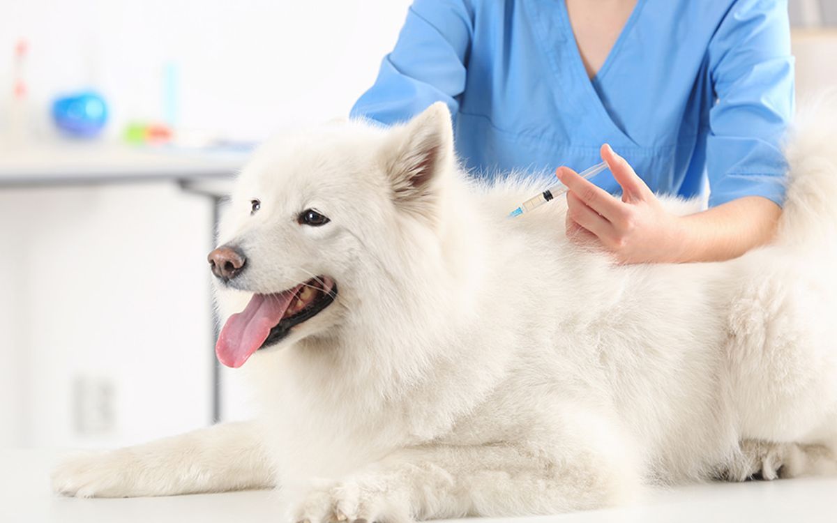 Un chien en pleine vaccination 