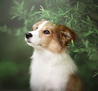 Un chiot dans la nature regardant à sa droite 