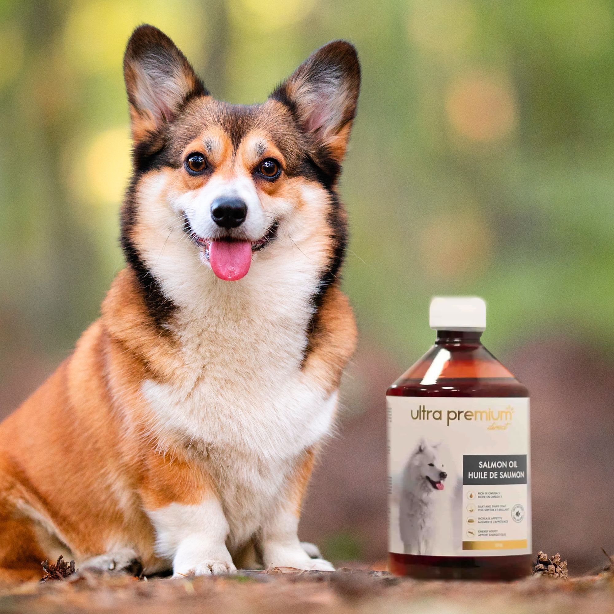L'huile de saumon pour chien : les bienfaits pour la santé –