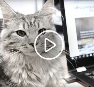 Chat allongé sur un bureau, près d'un ordinateur