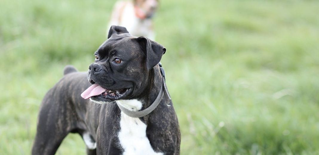 Chien, débout, en extérieur