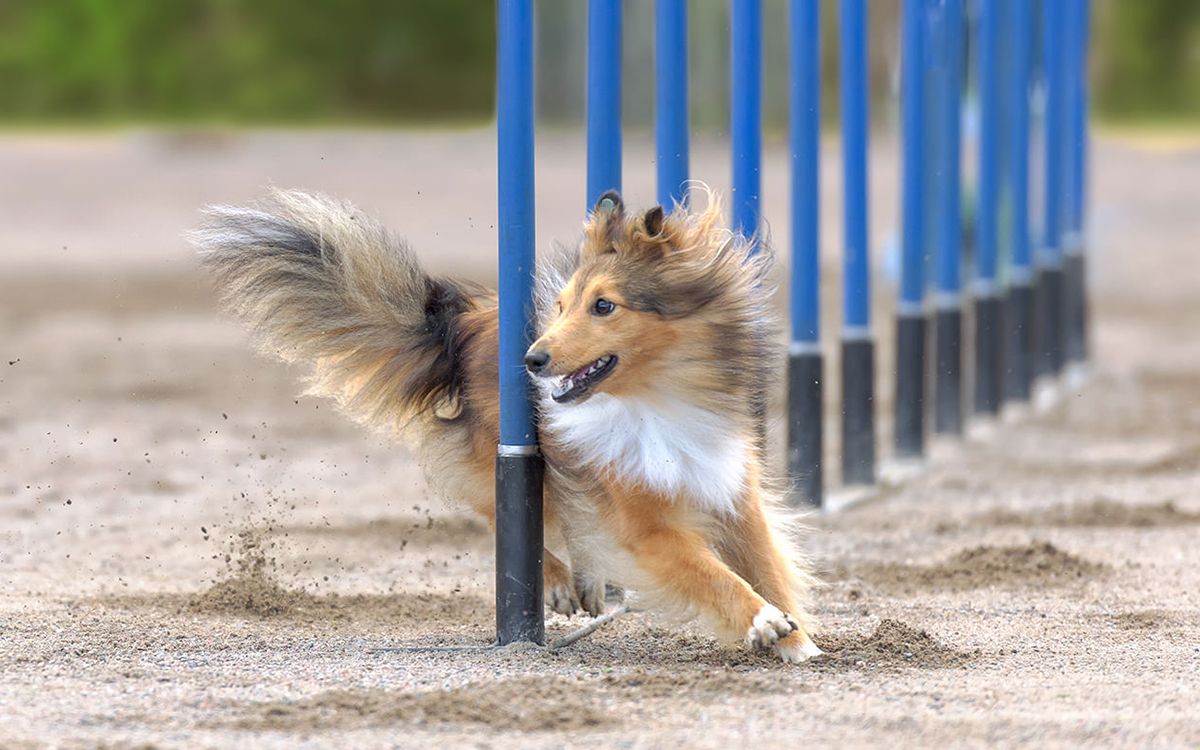 Un chien pratiquant de l'Agility