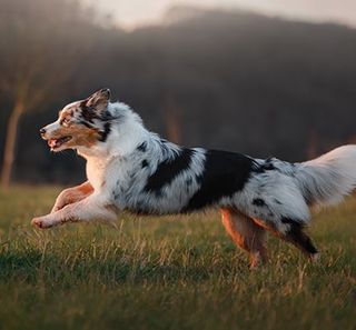 Un chien courant en pleine nature