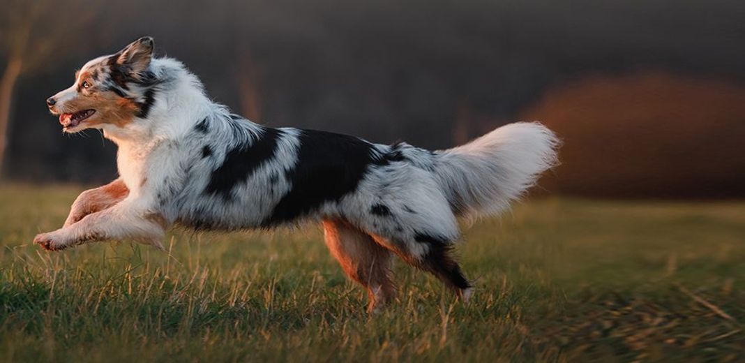 Un chien pratiquant un sport canin 