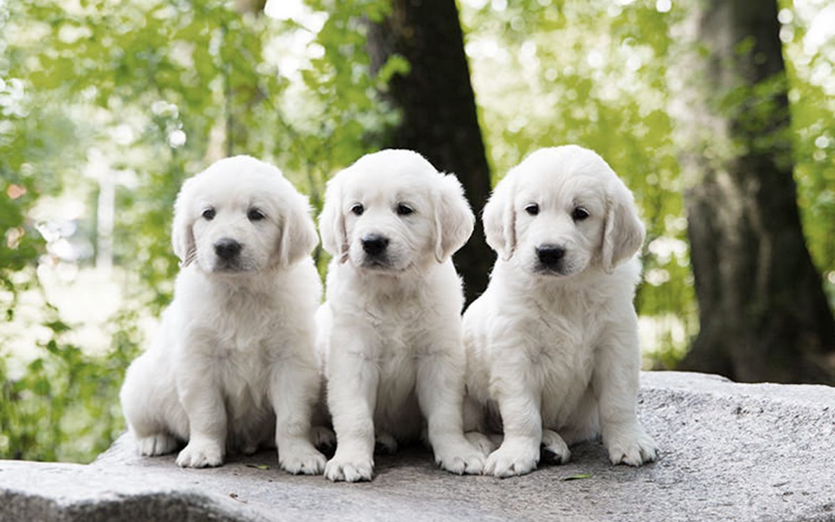 3 chiots blancs dans une forêt