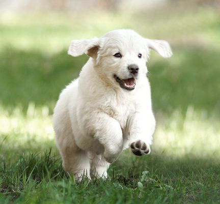 Un chien courant sur l'herbe