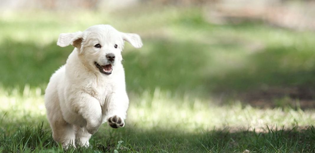 Un chiot blanc jouant en pleine nature