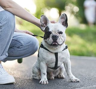 Un chien assis à côté de son maître en extérieur 