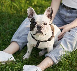 Un chien assis près de sa maîtresse en plein air