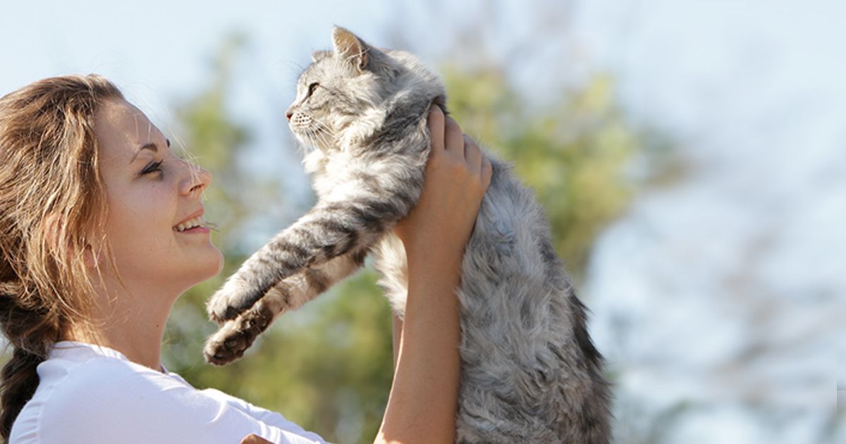 Mon Chat A Disparu Comment Faire Pour Le Retrouver Blog Ultra Premium Direct