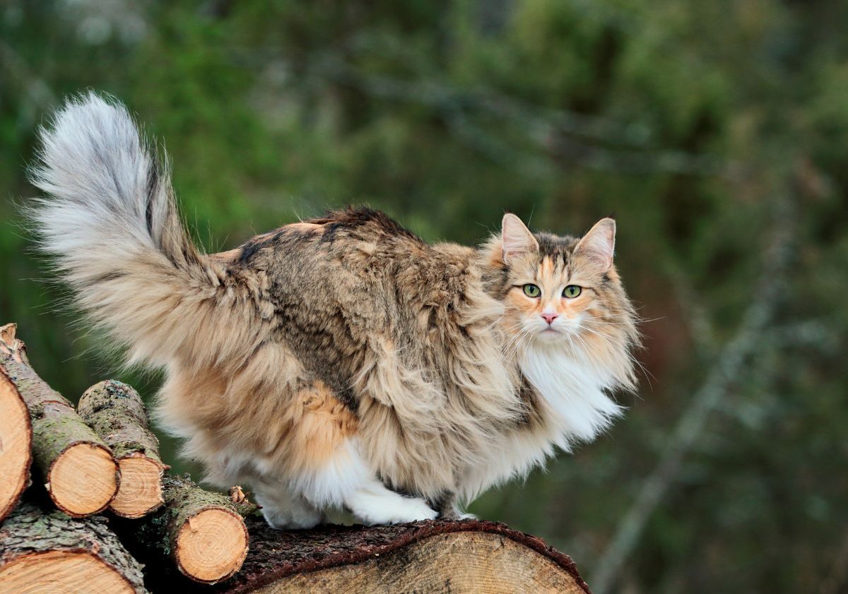 chat sibérien sur des rondins de bois