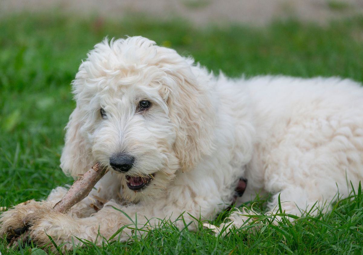 Labradoodle dans un pré