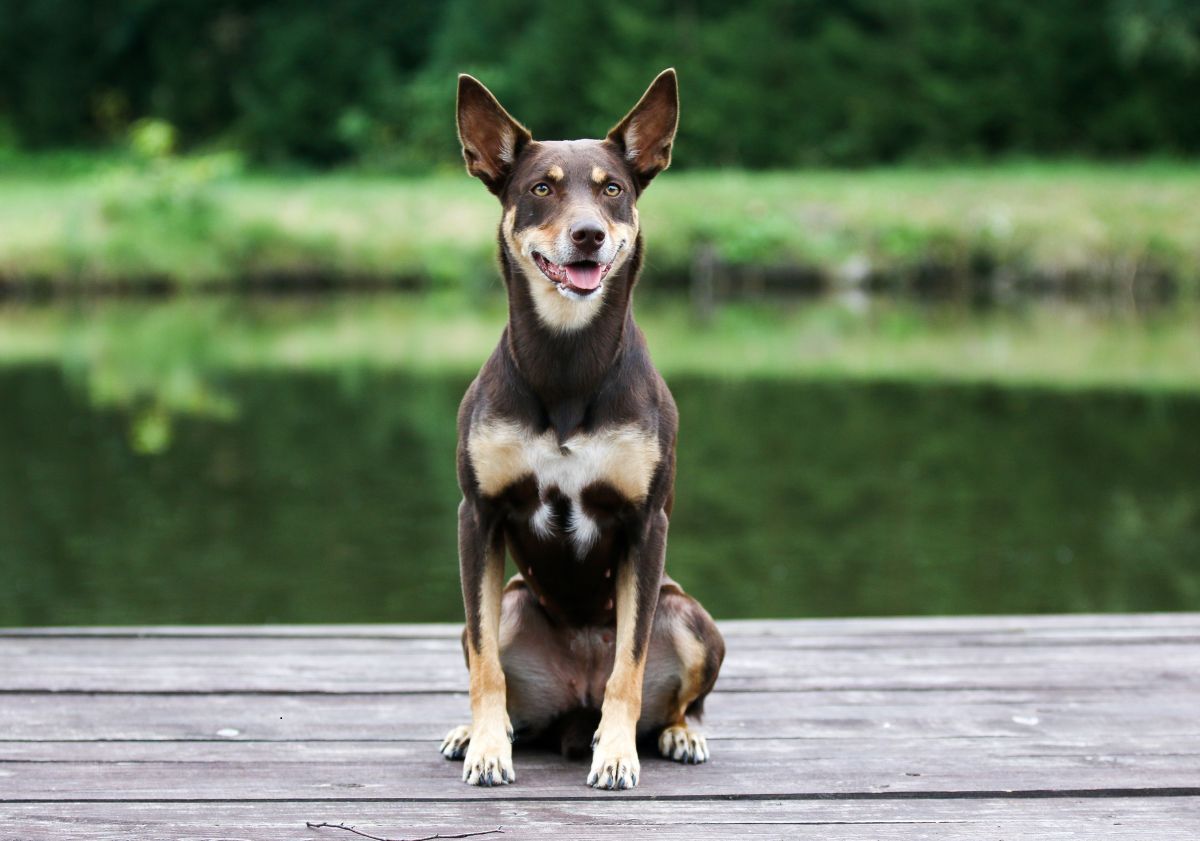 Kelpie adulte