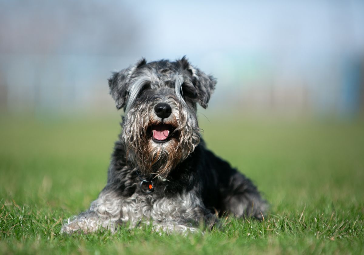 Schnauzer allongé dans l'herbe