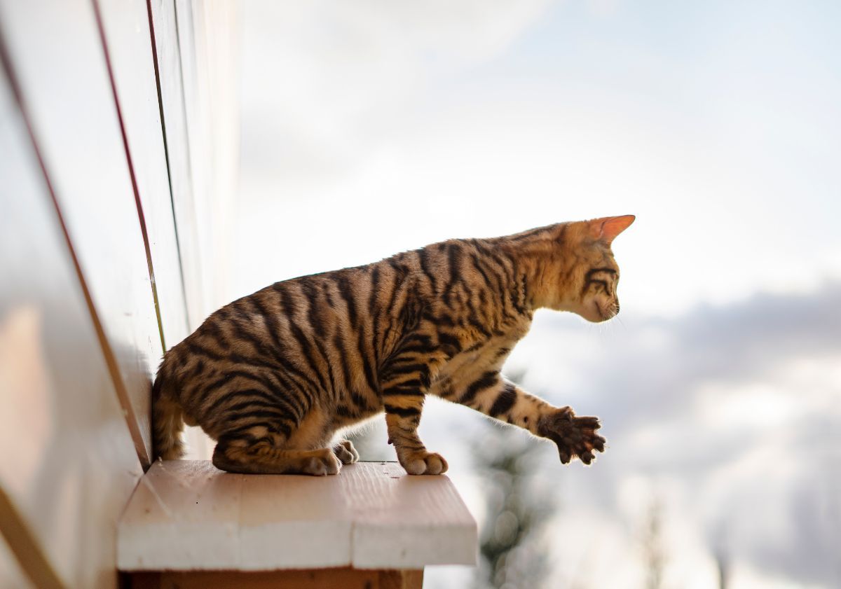 Chat Toyger en extérieur