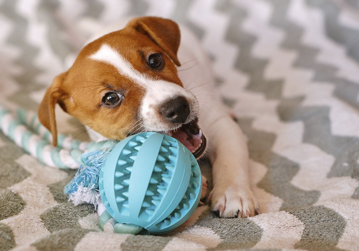 chien avec son jouet