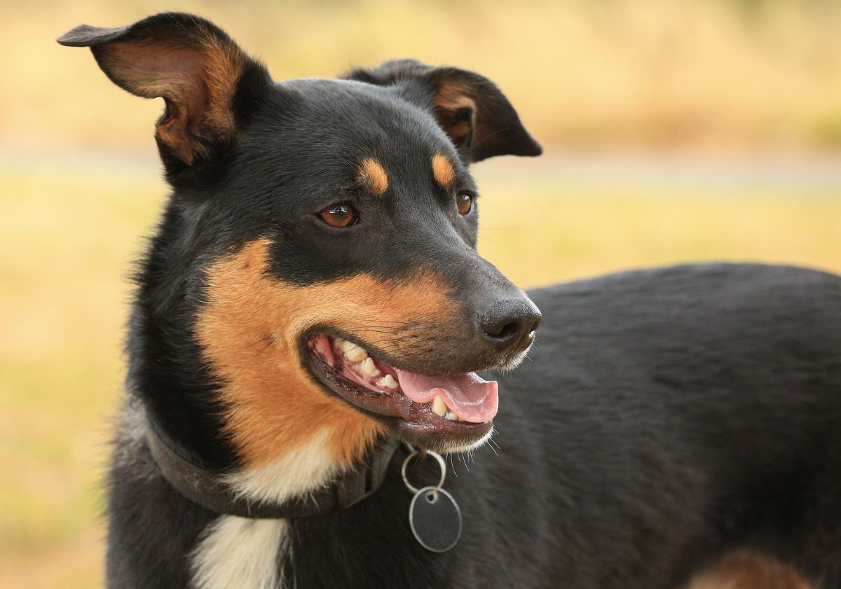 kelpie adulte